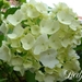 hortensia