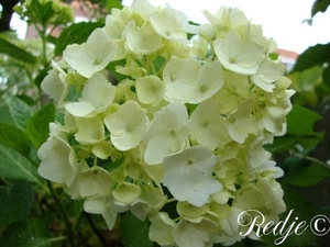 hortensia