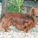 in de tuin