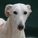 Galgo Espagnol