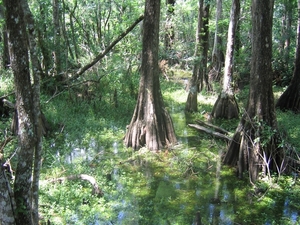 Big Cypress 16 mei 002