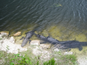 Big Cypress Nat Park 16 mei 001