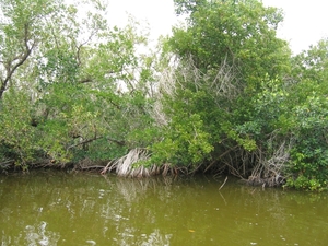 Everglades 12 mei 005