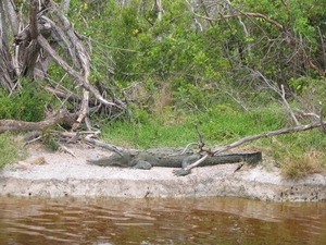 Everglades 12 mei 013