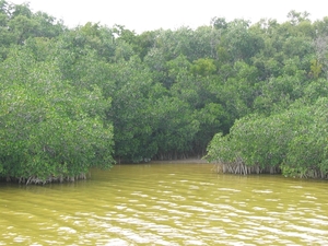 Everglades 12 mei 017