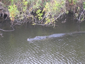 Everglades 12 mei 037