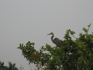 Everglades 12 mei 042