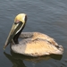 Fernandina beach 1 mei (11)