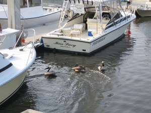 Fernandina beach 1 mei (6)