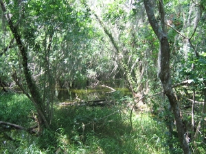 Big Cypress 16 mei 004