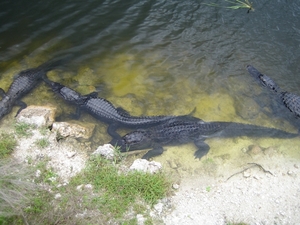 Big Cypress Nat Park 16 mei 003