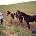 34 De paardenfluisteraar