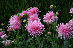 Roze cactusdahlia