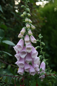 digitalis