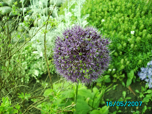 Alium