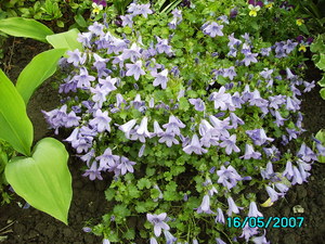 campanula