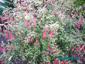 Mini Fushia