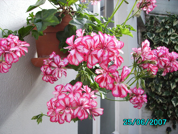 Hangpelargonium