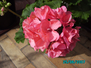 Roze pelargonium