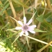 bloemen