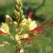 bloemen