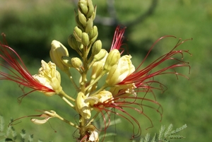 bloemen