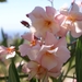 bloemen