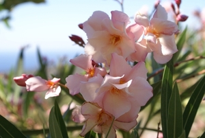bloemen