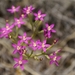 bloemen