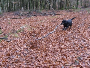20081111 385 StHubert di
