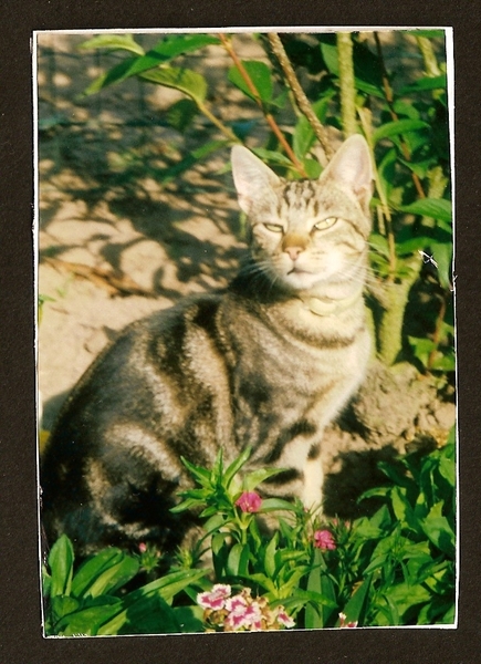 Onze Maxim