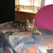 Onze poes Maxim