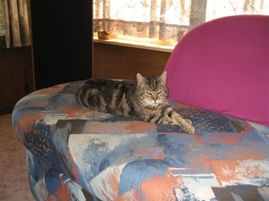 Onze poes Maxim