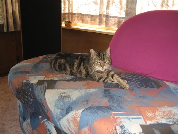 Onze poes Maxim