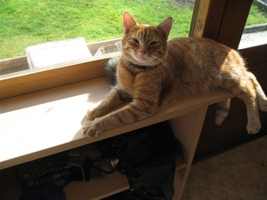 Sammy 008