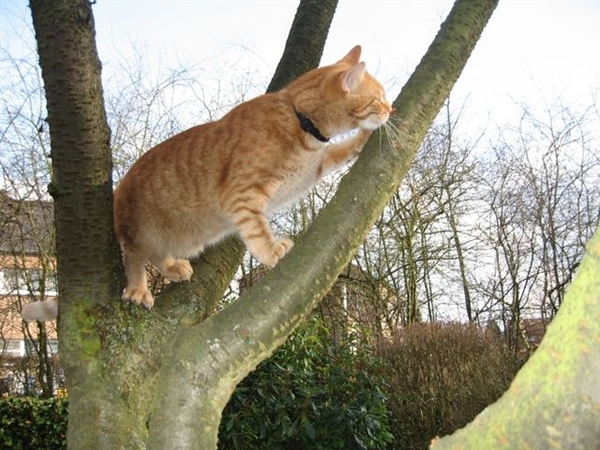 Hoog.