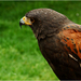 roofvogel
