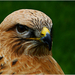 0roofvogel