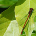libelle