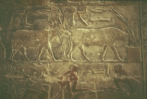 1c Saqqara_Mereruka tombe_ossen