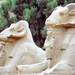 2a Luxor_tempel_rambeelden bij ingang