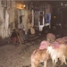 3_Aswan_schapenmarkt