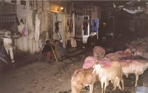 3_Aswan_schapenmarkt