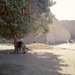 5_EDFU_Horus_tempel __achterkant