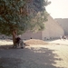 5_EDFU_Horus_tempel __achterkant