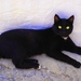 Zwarte kat bew.scherp.+ hue satur