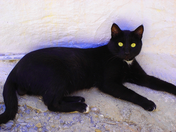 Zwarte kat bew.scherp.+ hue satur