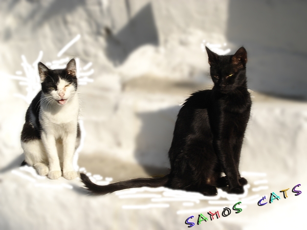 2 katten bew.smart sharp.+gauss.blur+tekst copy