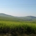 1c Kwazulu-Natal_landschap met suikerrietteelt