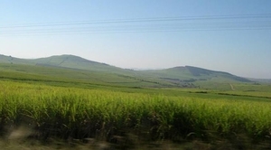 1c Kwazulu-Natal_landschap met suikerrietteelt